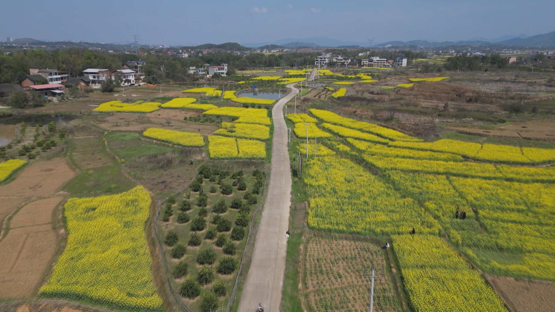 七里桥油菜花-1.bmp